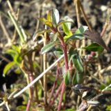 Saponaria ocymoides