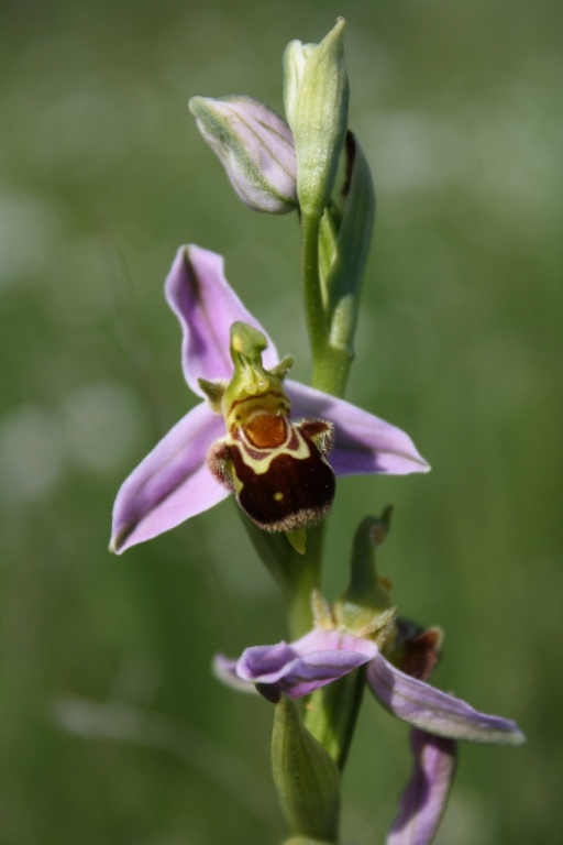 Изображение особи Ophrys apifera.