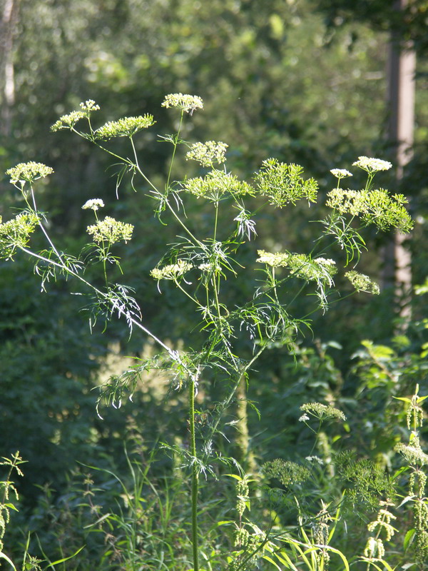 Изображение особи Chaerophyllum prescottii.