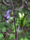 Delphinium elatum. Часть побега с завязавшимися плодами. Свердловская обл., окр. г. Североуральск, правый берег канала Дублёр. 05.08.2011.