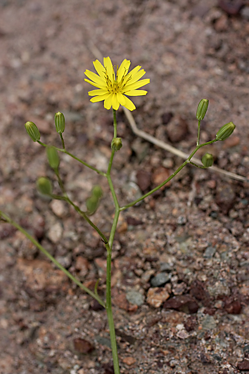 Image of Crepis pulchra ssp. turkestanica specimen.