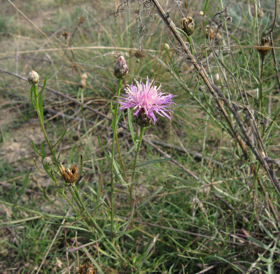 Image of Centaurea majorovii specimen.