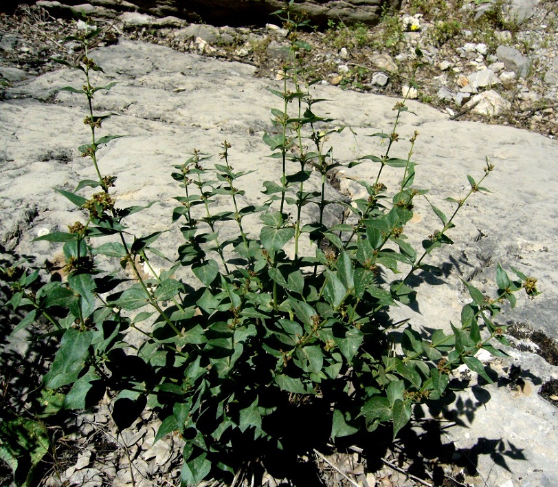 Image of Vincetoxicum pumilum specimen.