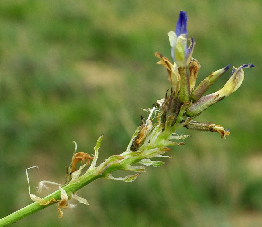 Изображение особи Astragalus masenderanus.