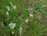 Lonicera tatarica. Веточка с соцветиями. Жамбылская обл., Кордайский р-н, окр. с. Кордай. 08.05.2011.