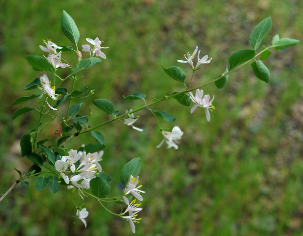 Image of Lonicera tatarica specimen.