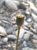 Papaver rhoeas