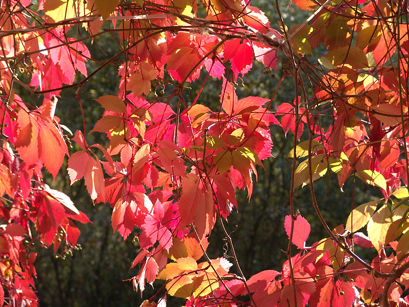 Изображение особи Parthenocissus quinquefolia.