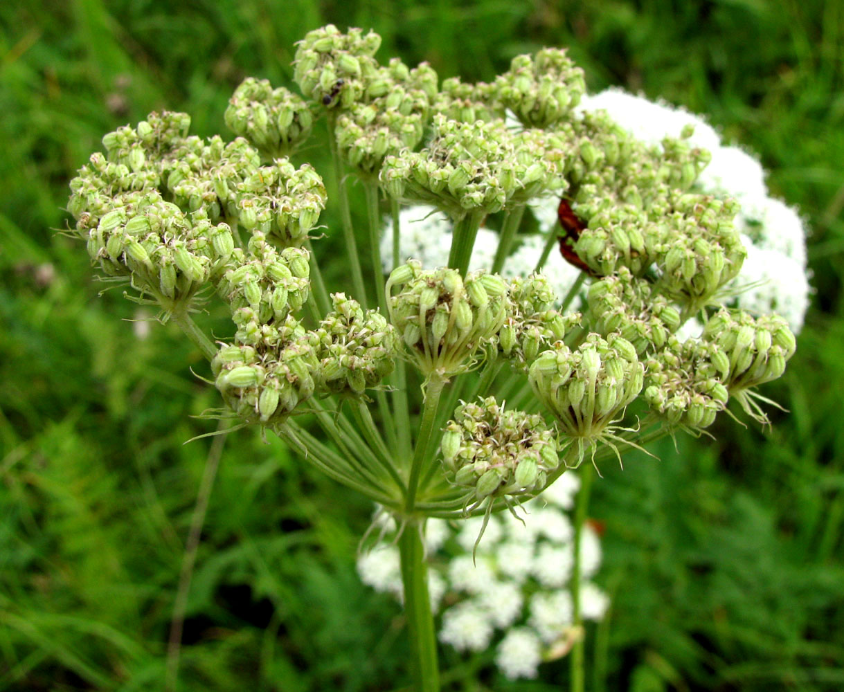 Image of Seseli libanotis specimen.