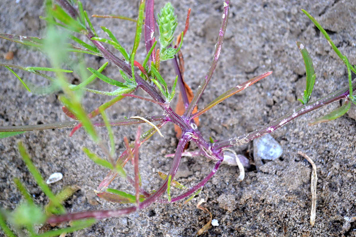 Изображение особи Corispermum hyssopifolium.