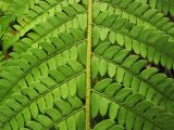 Polystichum aculeatum