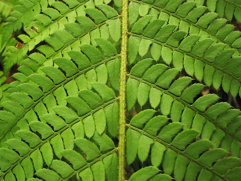 Image of Polystichum aculeatum specimen.
