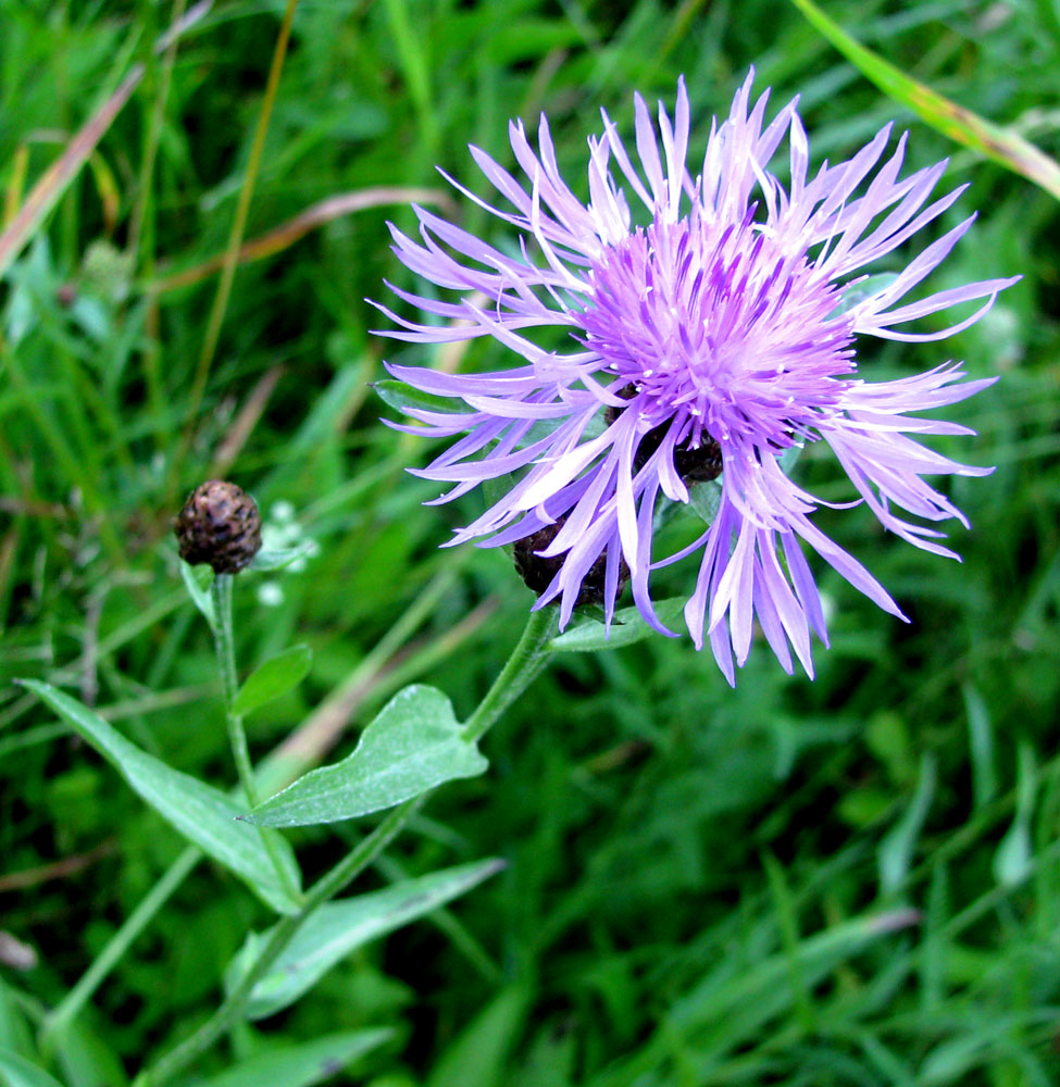 Изображение особи Centaurea jacea.