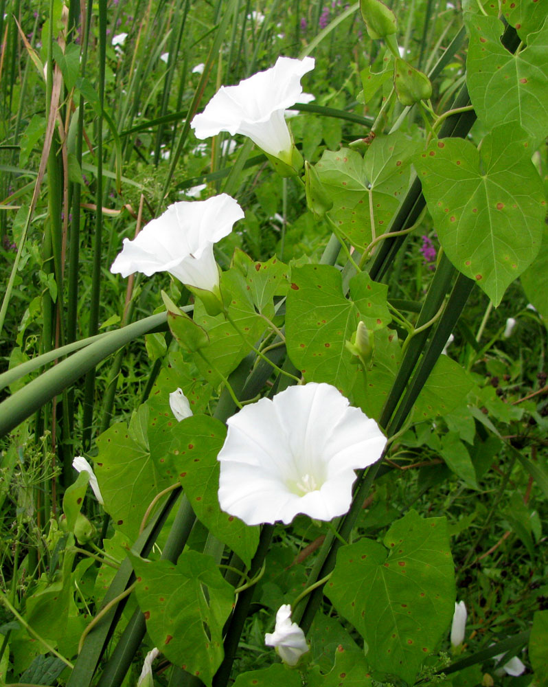 Изображение особи Calystegia sepium.