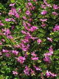 Rhododendron redowskianum