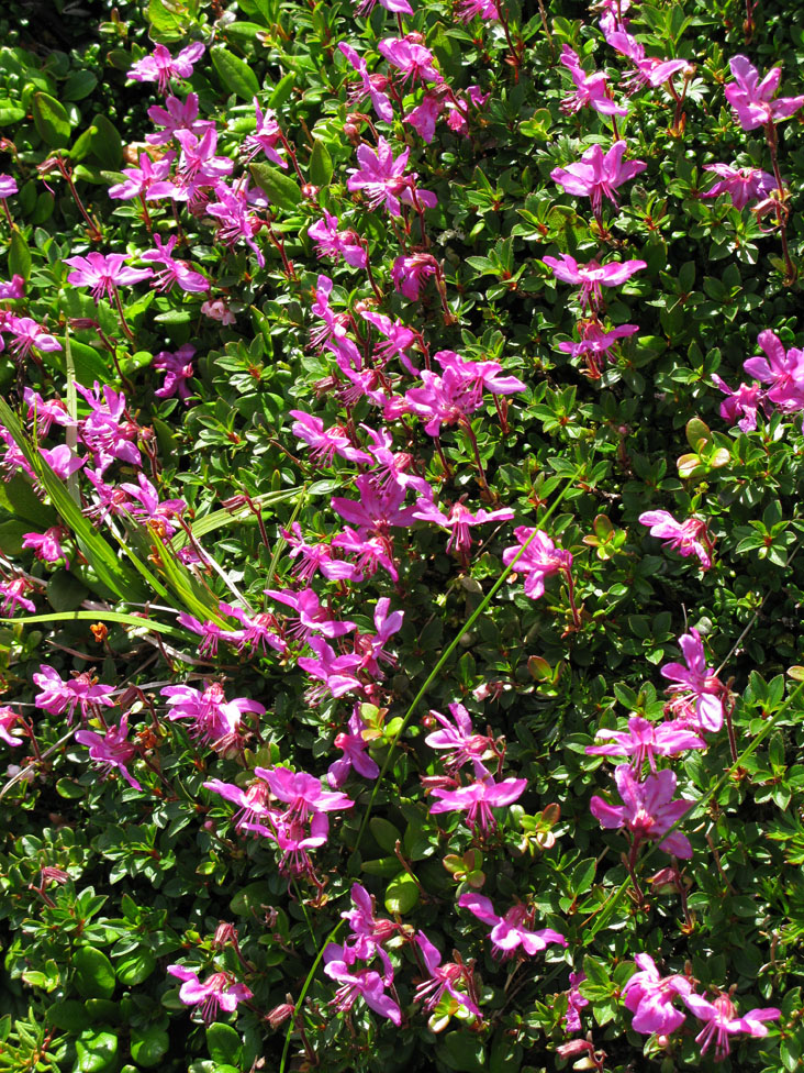 Image of Rhododendron redowskianum specimen.