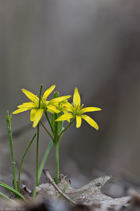 Image of genus Gagea specimen.