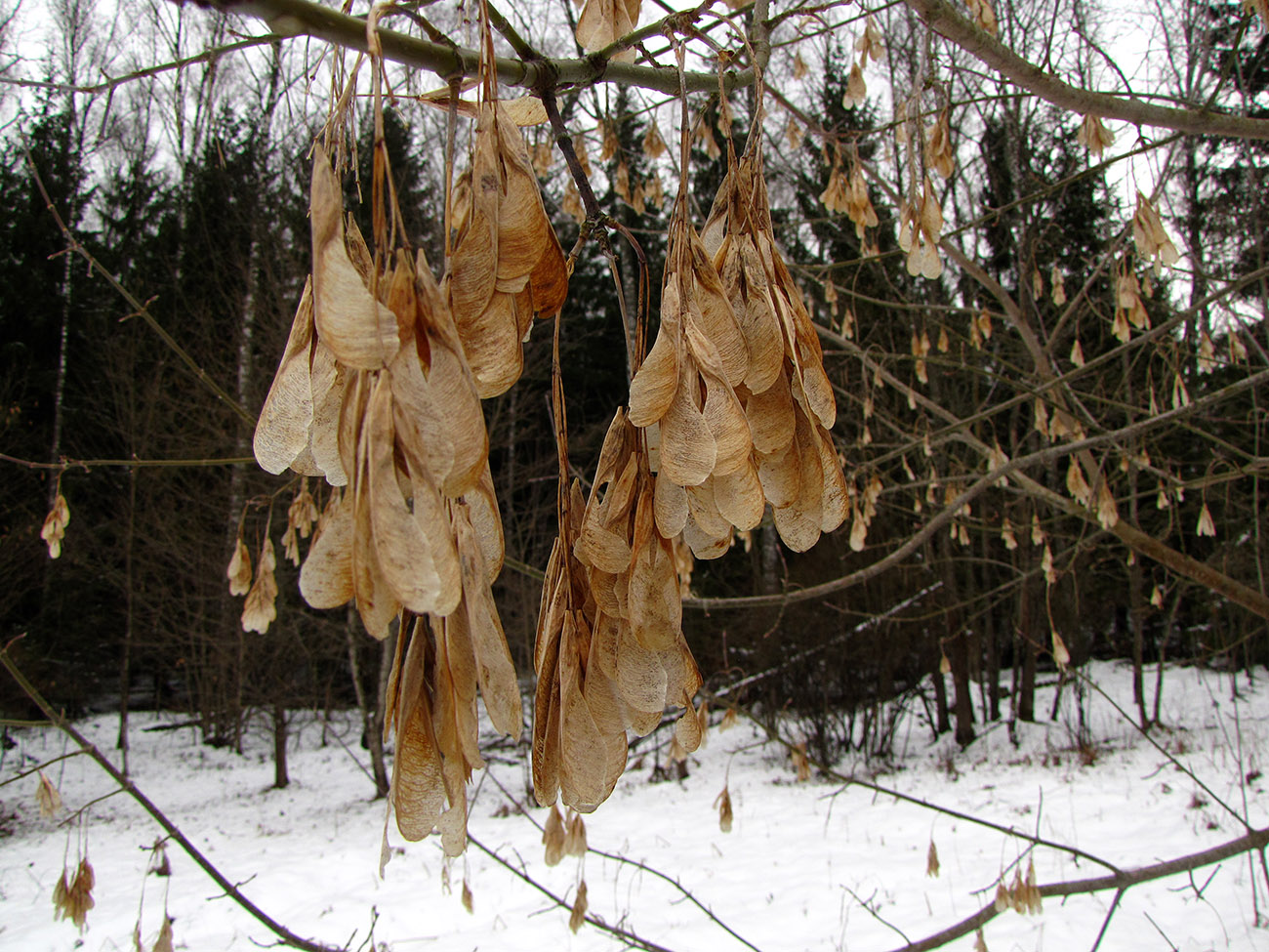 Image of Acer negundo specimen.