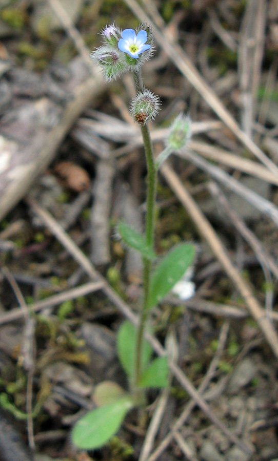 Image of Myosotis ramosissima specimen.