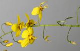 Epimedium × perralchicum. Часть соцветия. Германия, г. Кемпен, в культуре. 28.04.2012.