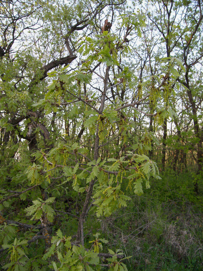 Изображение особи Quercus petraea.