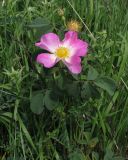 Rosa gallica. Верхушка цветущего побега. Крым, 2 км северо-восточнее пос. Щебетовка. 20.05.2012.