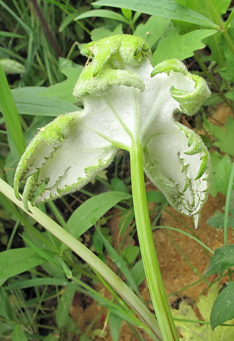 Изображение особи Petasites tatewakianus.