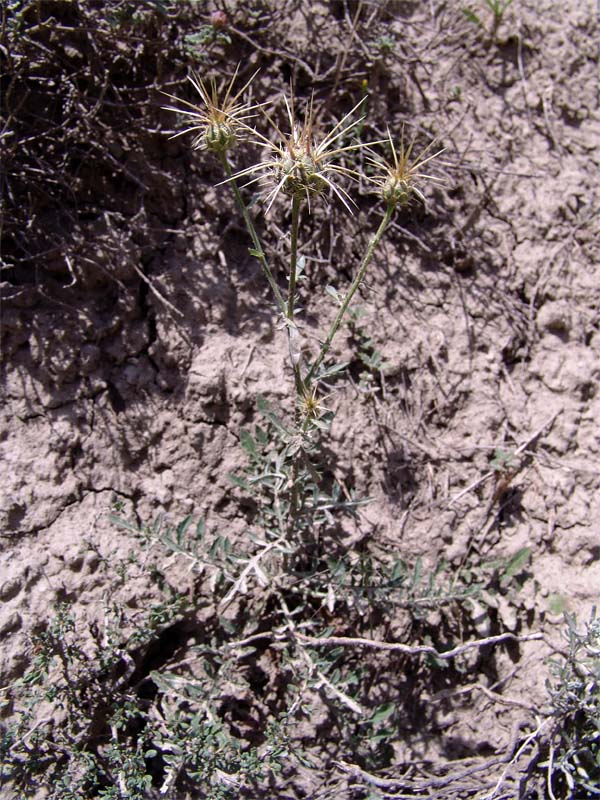 Image of Centaurea sosnovskyi specimen.