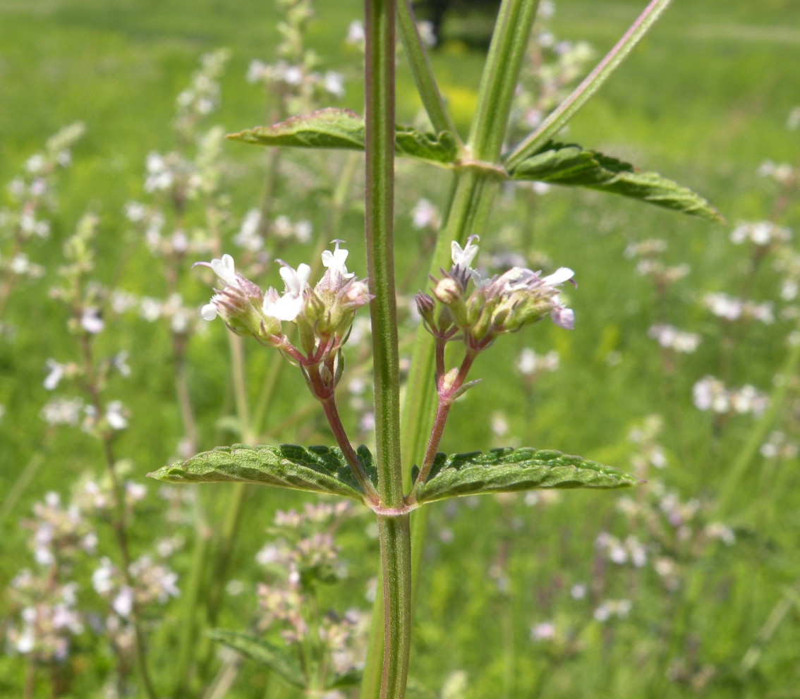 Image of Nepeta nuda specimen.