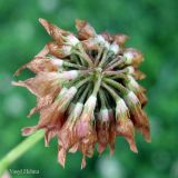 Trifolium hybridum. Соплодие. Украина, г. Киев, Южная Борщаговка, просп. Академика Королёва, спонтанный газон. 13 июня 2012 г.