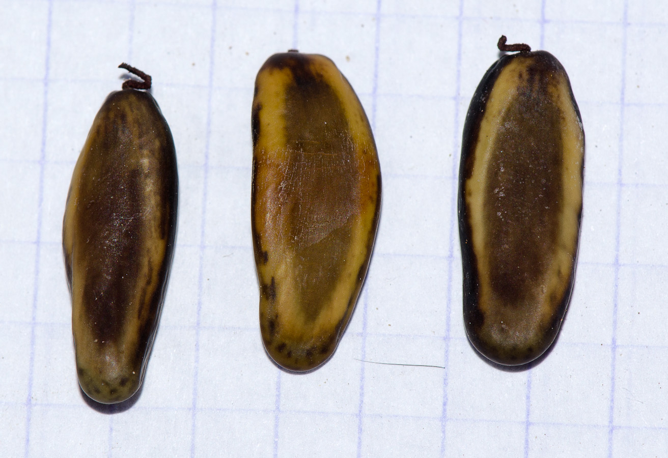 Image of Delonix regia specimen.
