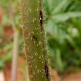 Malva multiflora