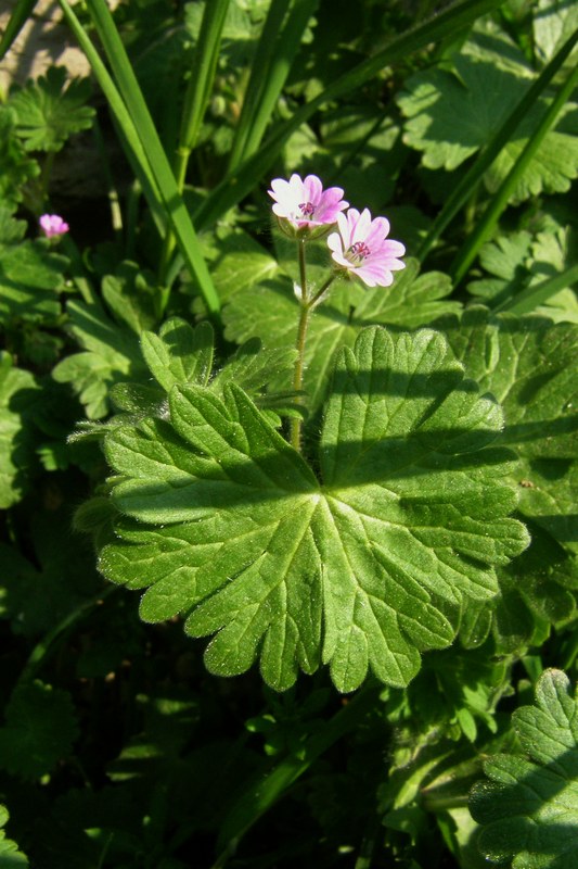 Изображение особи Geranium molle.