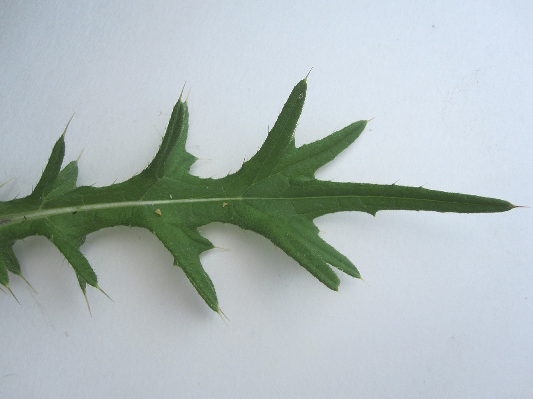 Изображение особи Cirsium vulgare.