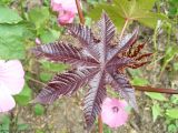 Ricinus communis