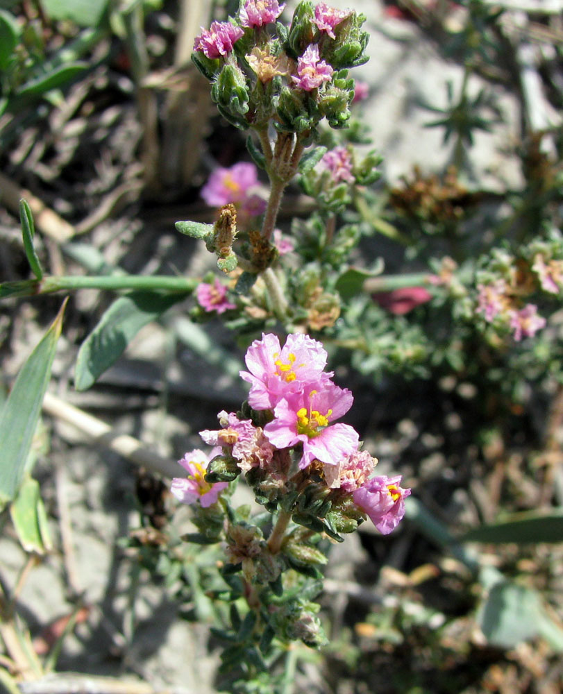 Image of Frankenia hirsuta specimen.