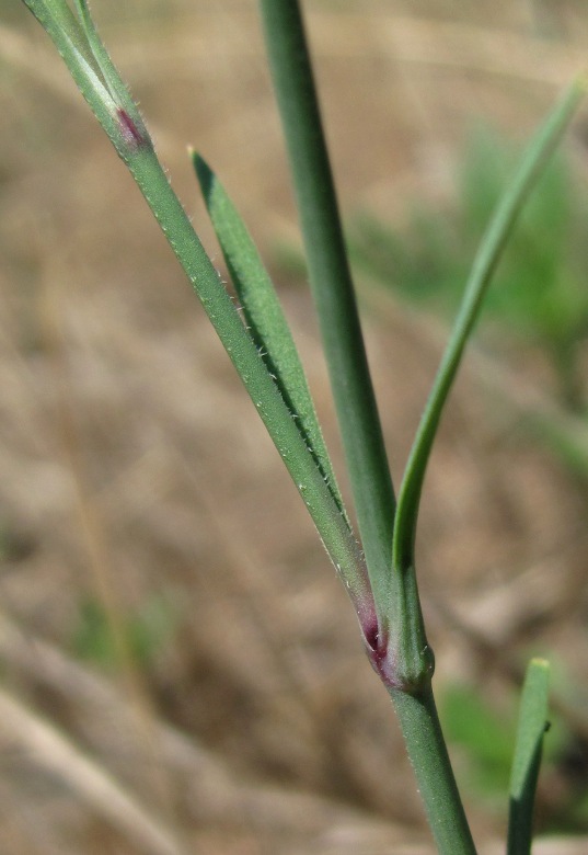 Image of Petrorhagia prolifera specimen.