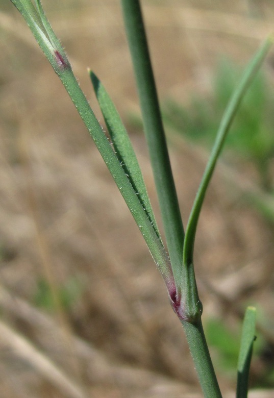 Изображение особи Petrorhagia prolifera.