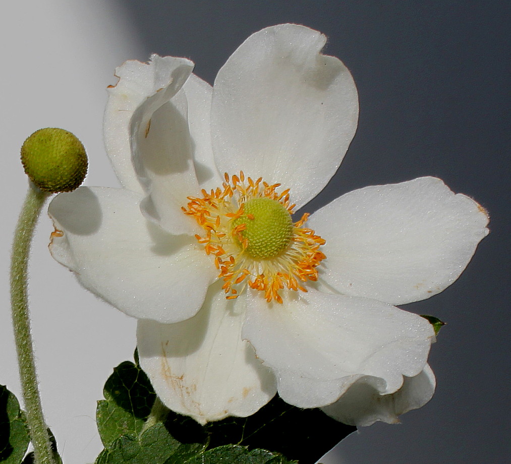 Image of Anemone vitifolia specimen.