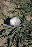 Convolvulus lineatus. Побег с цветком. Южный Казахстан, нижний Боролдай, 2 км выше пос. Коктюбе. 02.06.2012.