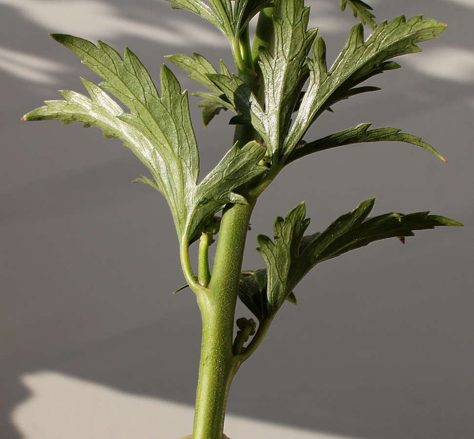 Image of genus Aconitum specimen.