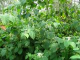 Reynoutria × bohemica. Цветущее растение. Венгрия, Хевеш, г. Эгер,«Долина красивых женщин». 11.09.2012.