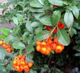 Pyracantha coccinea. Ветви с соплодиями. Венгрия, г. Будапешт, городской парк Варошлигет, территория замка Вайдахуняд. 01.09.2012.