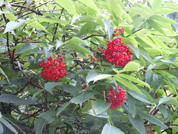 Image of Sambucus miquelii specimen.