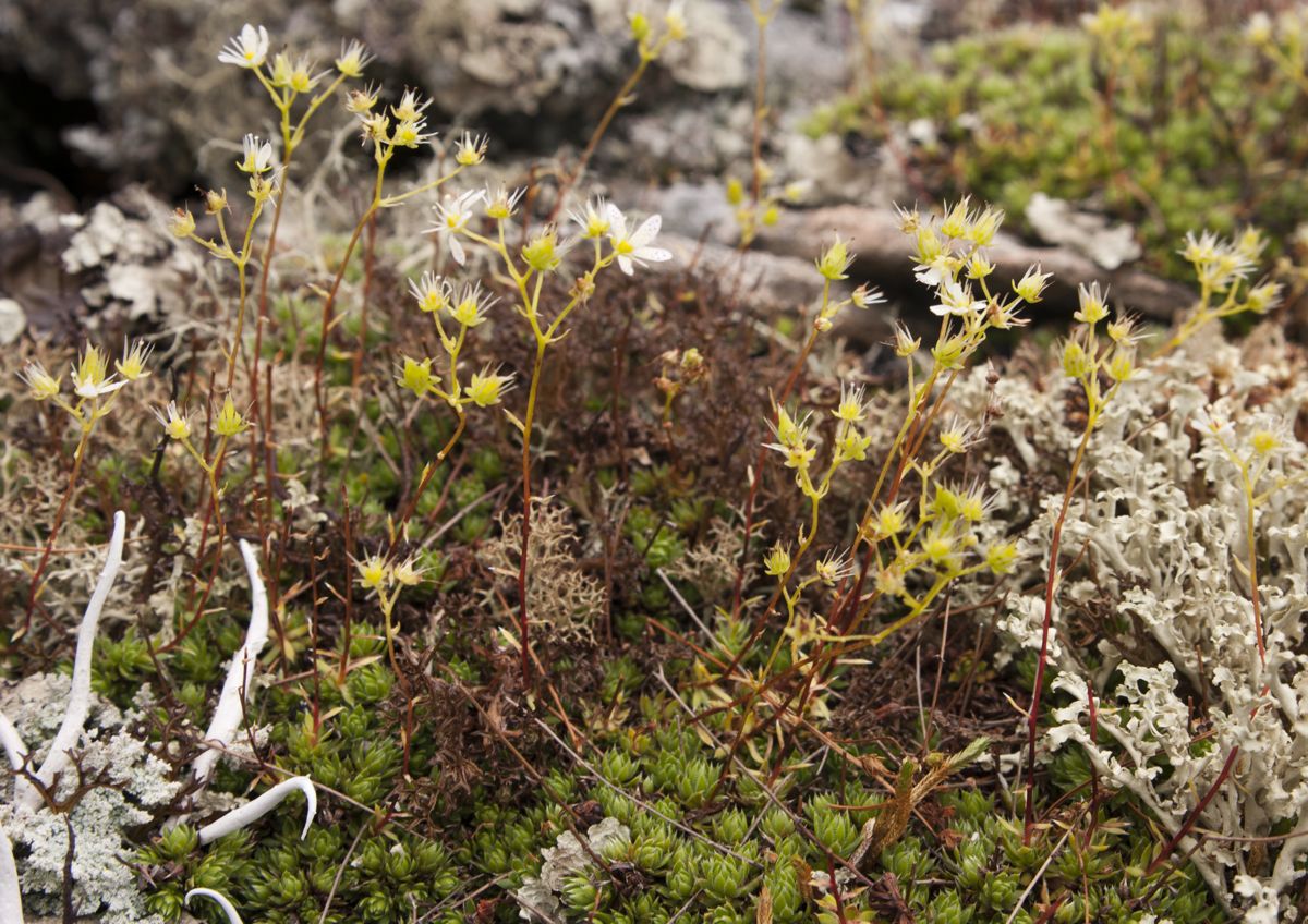 Изображение особи Saxifraga stelleriana.