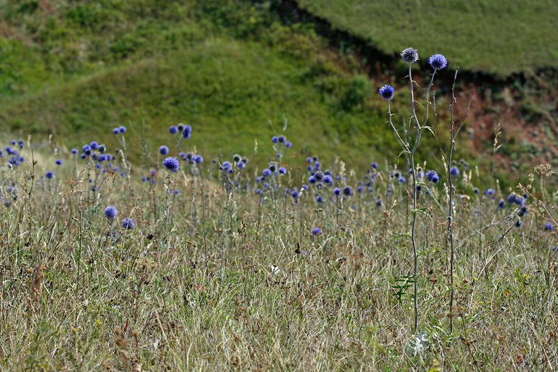 Изображение особи Echinops tataricus.
