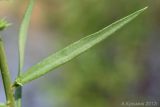 Linaria ruthenica. Лист. Ростовская обл., Неклиновский р-н, Носовское с/п, Камышовая балка. 06.08.2012.