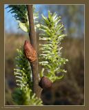 Salix caprea. Женские соцветия. Чувашия, окр. г. Шумерля, Песчаная дорога на Водозабор. 1 мая 2009 г.