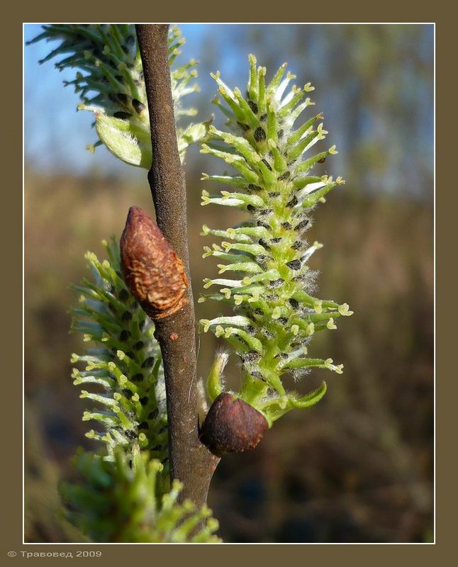 Image of Salix caprea specimen.