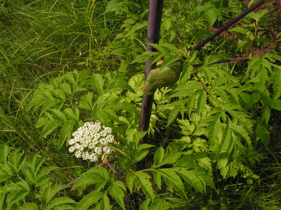 Image of Angelica dahurica specimen.